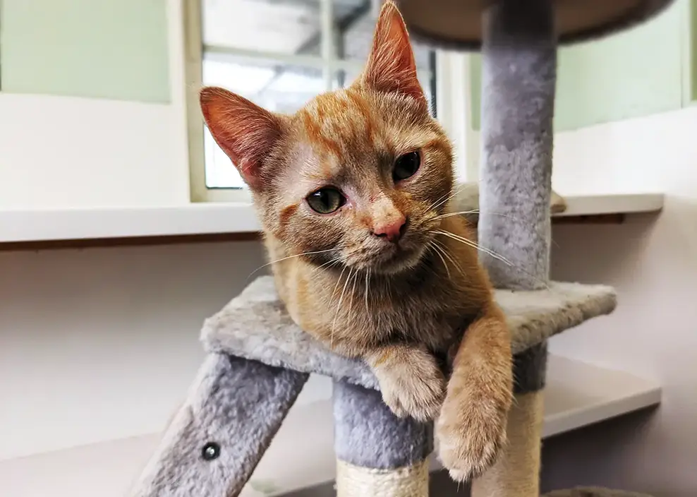 A cat enjoying the cat tree