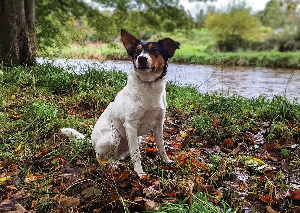 A dog by the riverside