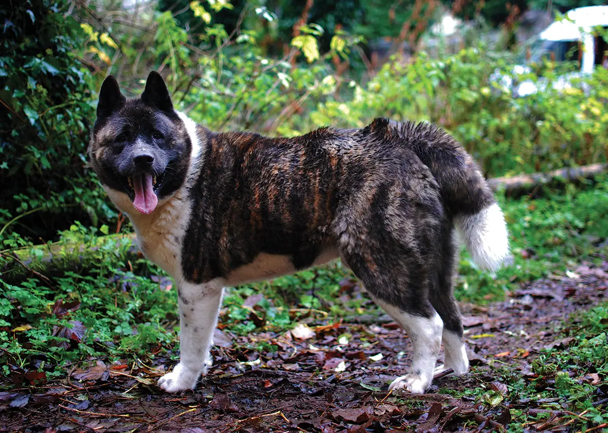 A dog exploring the grounds