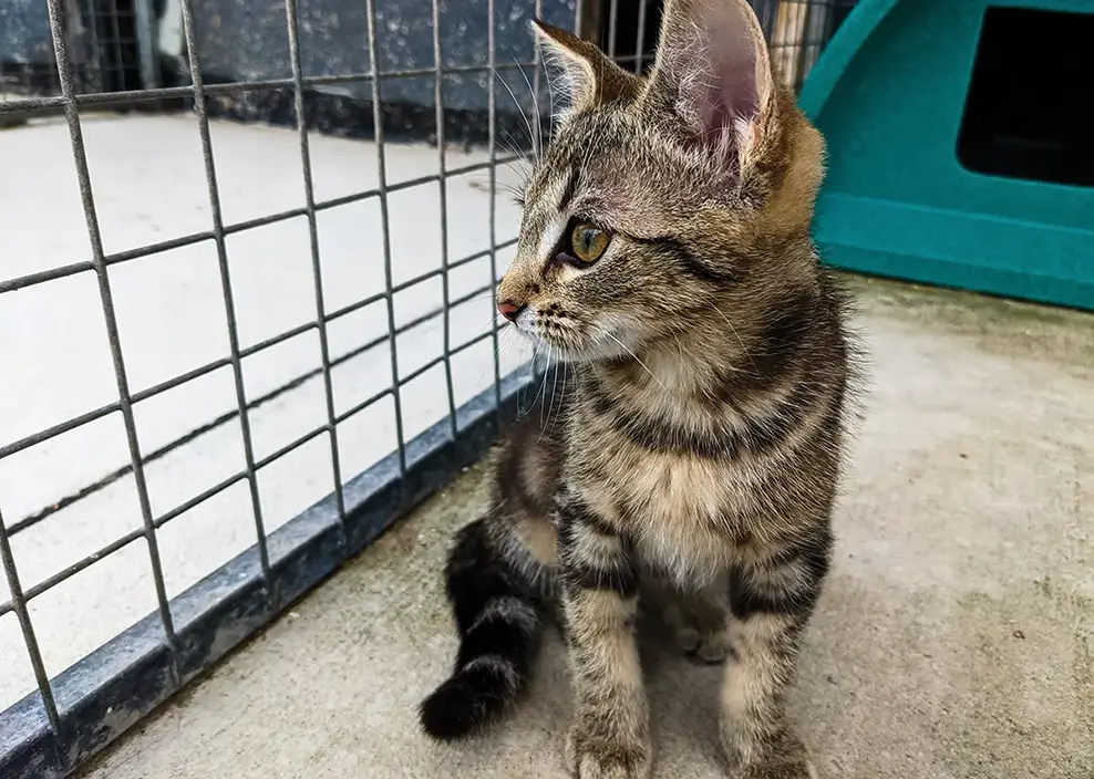 A kitten in the cattery