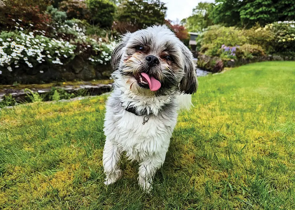 A small dog on the lawn